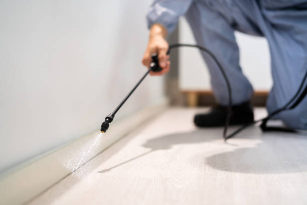 Certified termite inspector examining foundation in Belleair
