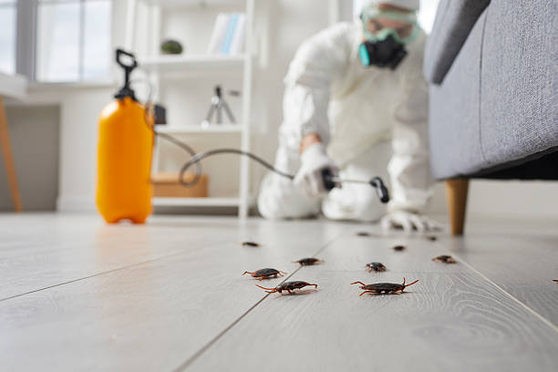 Post-Treatment Bed Bug Interceptor Monitoring in Belleair